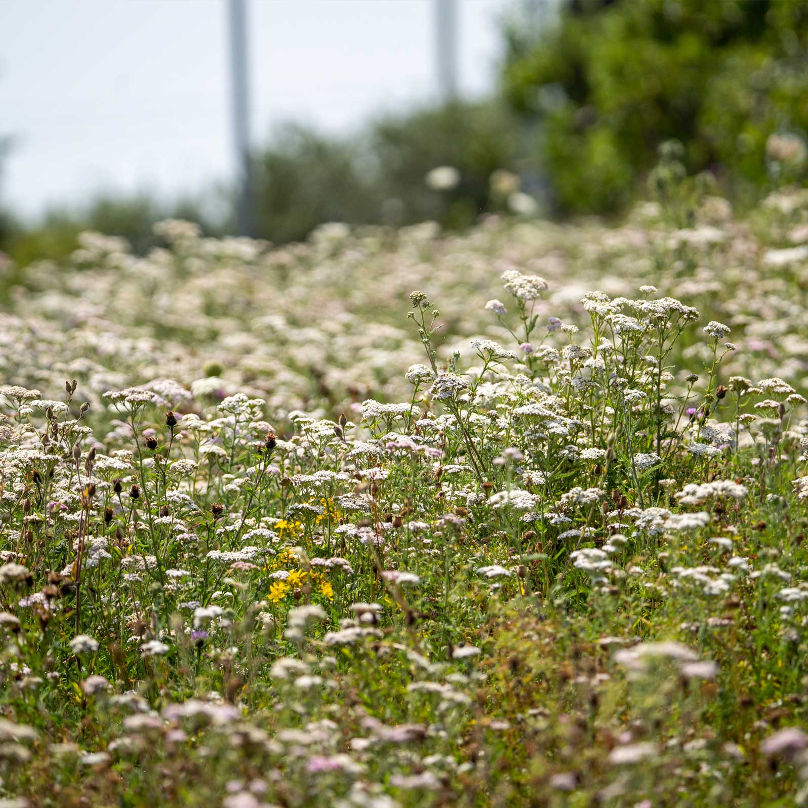 green space at houlton