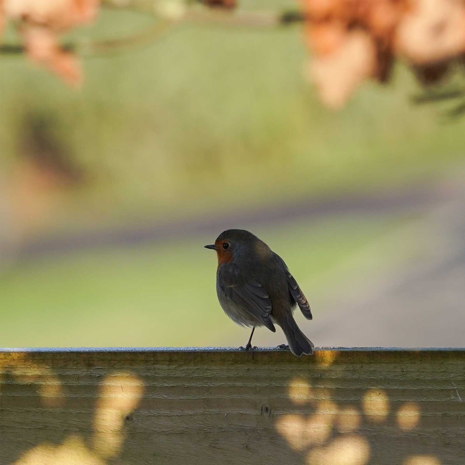 robin at houlton